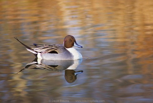 Northern Pintail