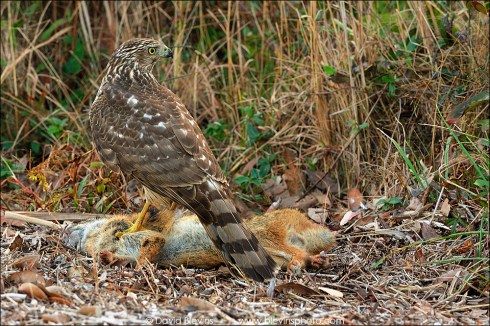 Cooper's Hawk feeding on Marsh Rabbit