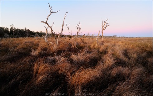 Ghost Forest