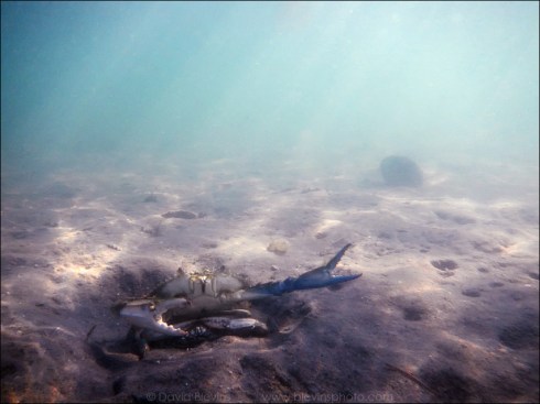 Atlantic Blue Crab pair