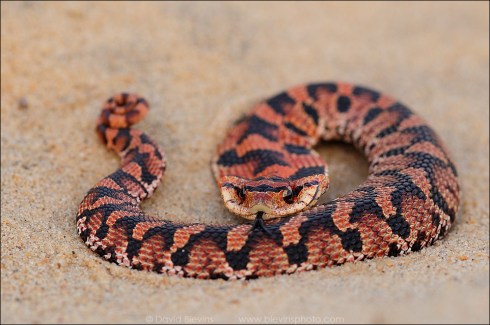 Young Eastern Hognose Snake