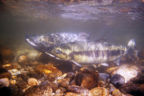 Spawning Chum Salmon