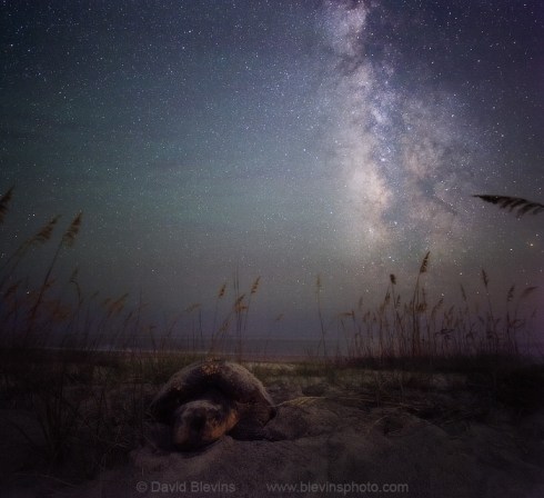Loggerhead Sea Turtle