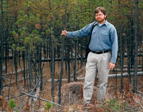 LodgepolePineRepression